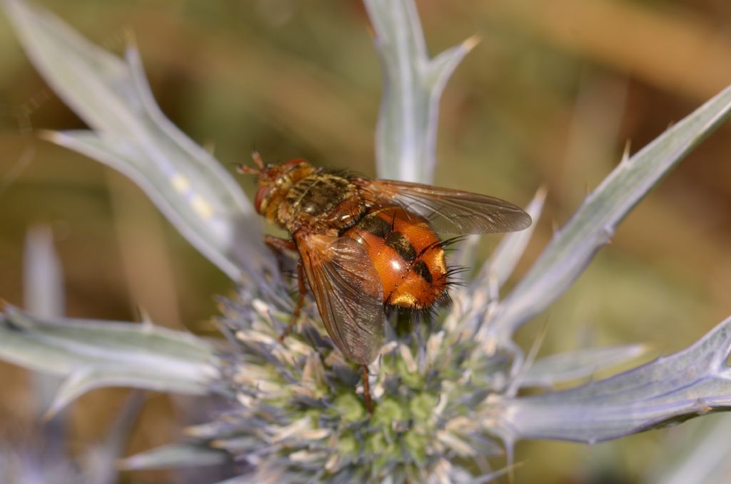 Tachina cf. fera. (Tachinidae)